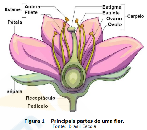 Enunciado 4726507-1
