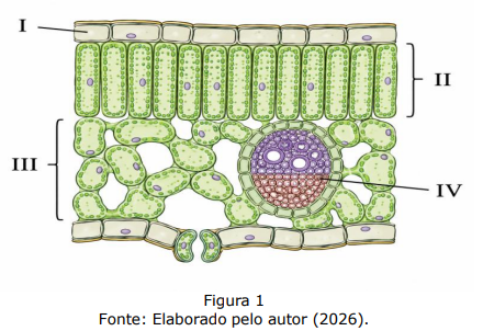 Enunciado 4655906-1