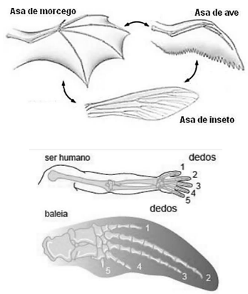 Enunciado 4736423-1