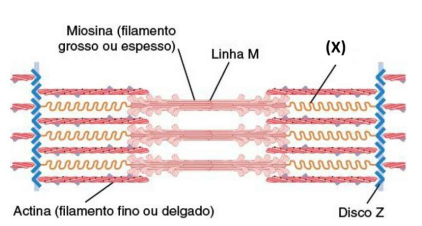 Enunciado 4612562-1