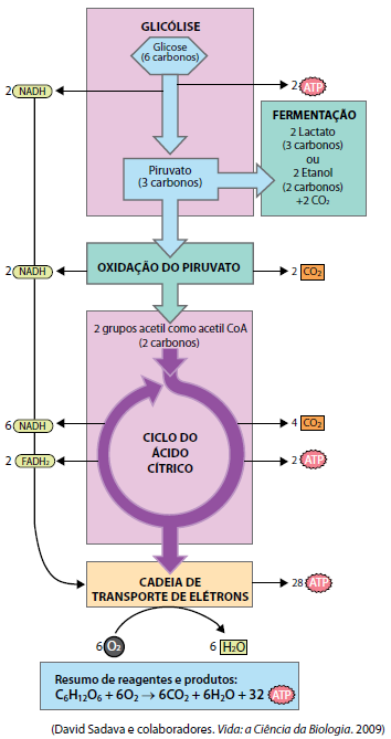 Enunciado 4654991-1